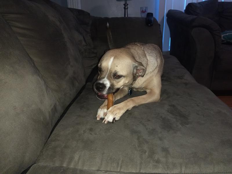 Sadie enjoying her Oinkie.