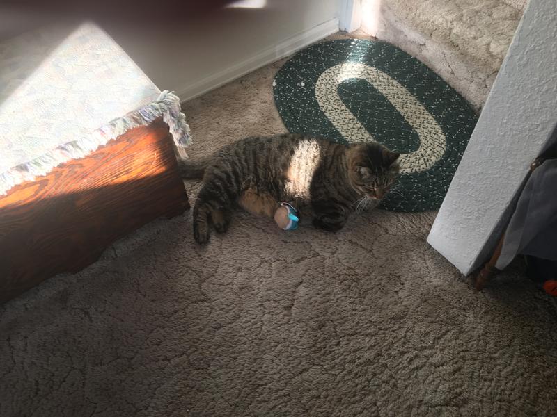 Resting with toy
