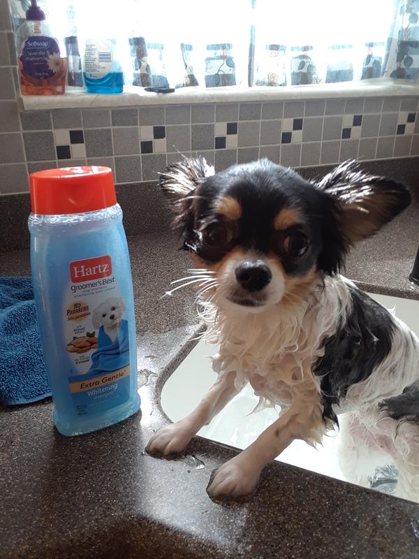 Hartz whitening dog outlet shampoo