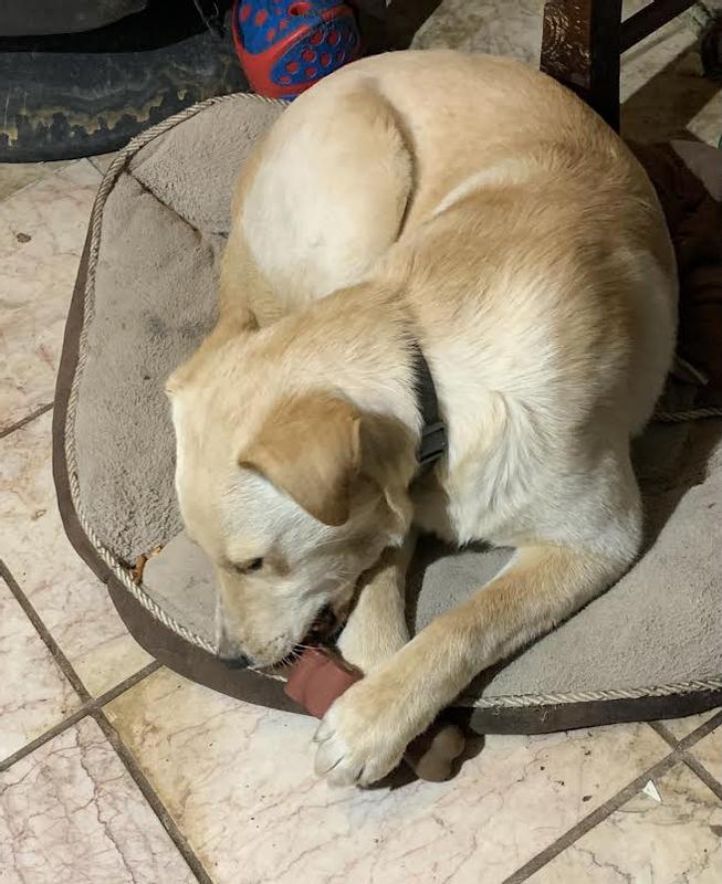 Fluffy & his Chomathon...