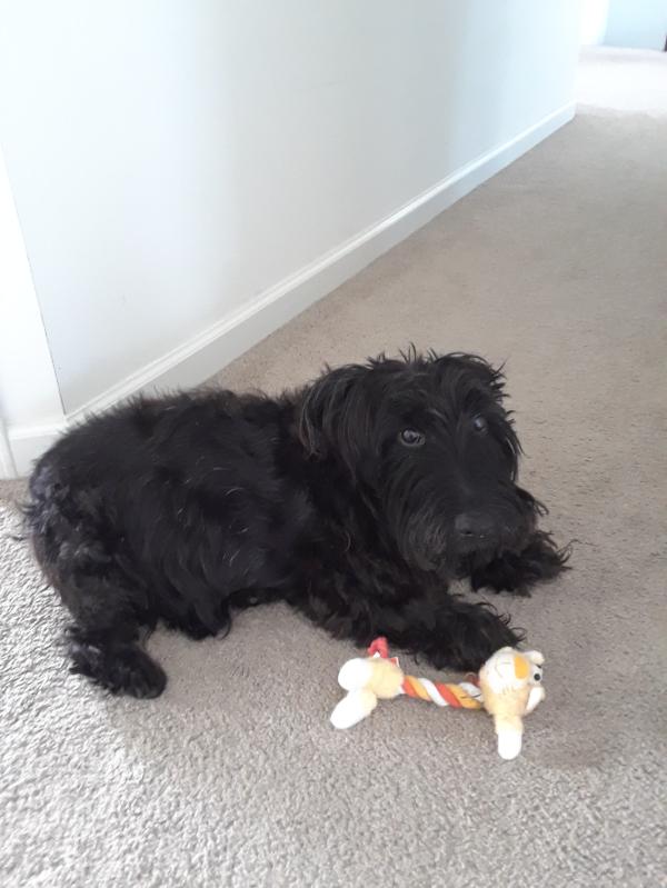 Rocky relaxes after playing with the toy