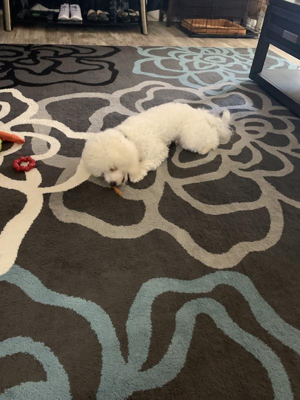 Bailey enjoying his treat