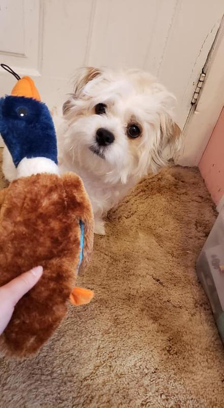 Photo - commentaire&nbsp;7.