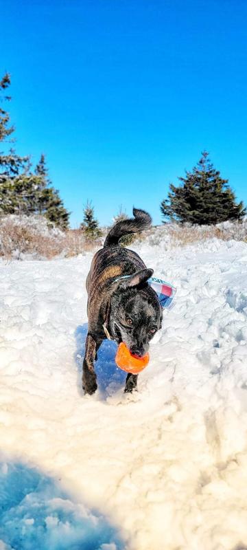 Photo - commentaire 2.