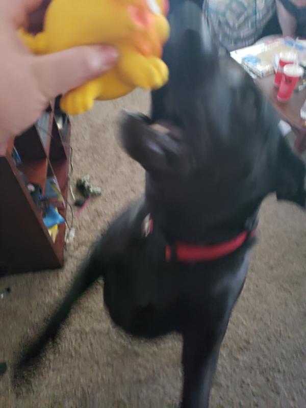 Someone couldn't wait to play with her squeaky toy!