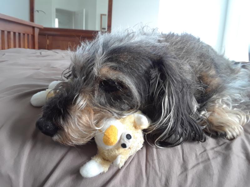 Tired Tango relaxes with the toy