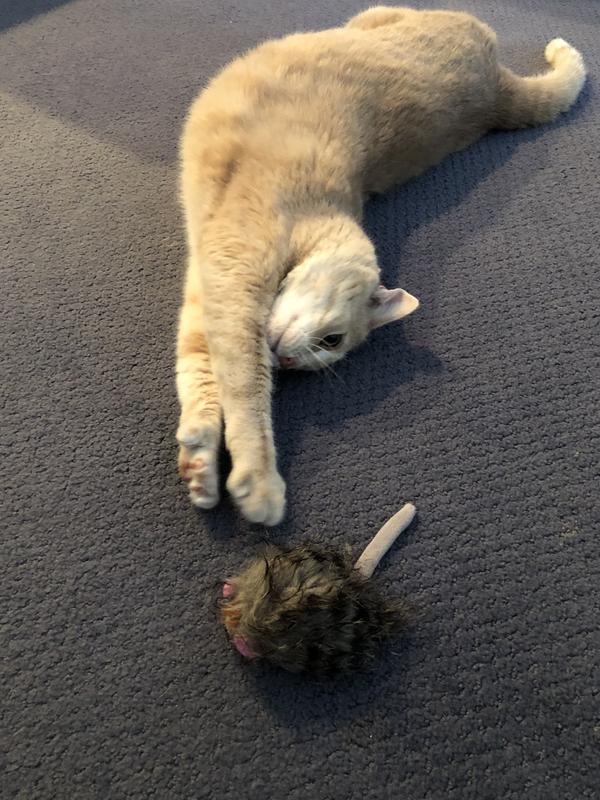 Cali and her Hedgehog
