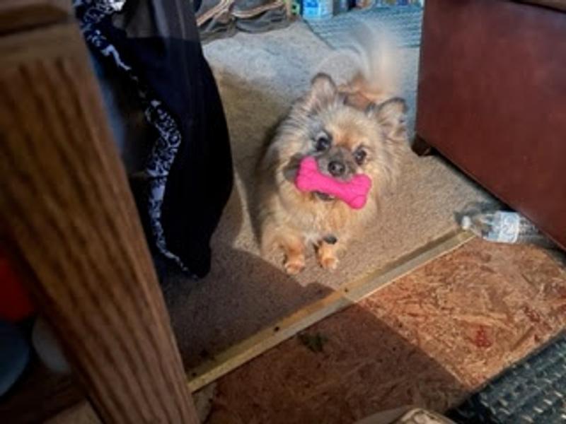 Kozmo Kornelius King of the Woods of Rainier