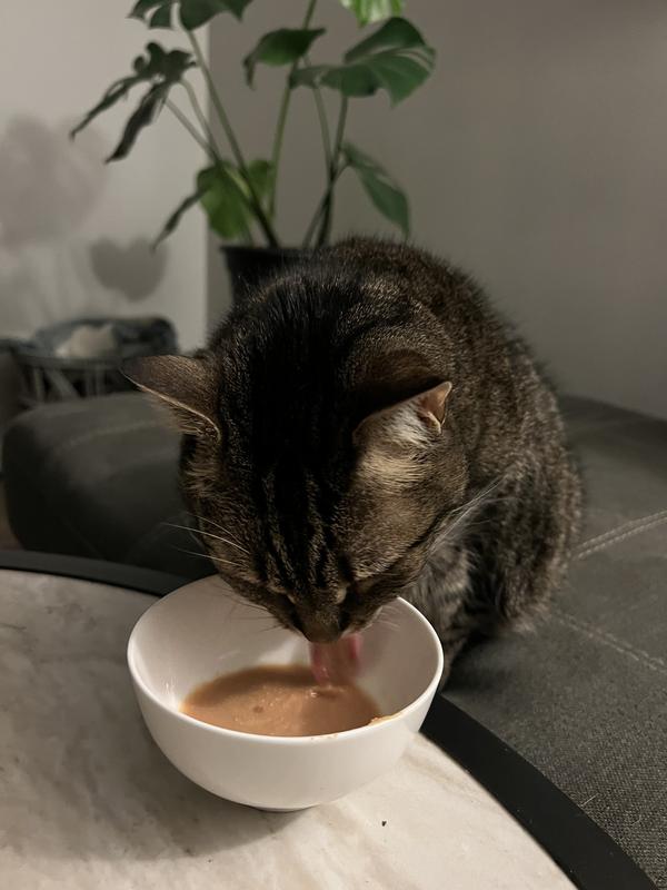 My cat licked on this almost full tupperware of soup, while I was heating  soup to eat : r/mildlyinfuriating