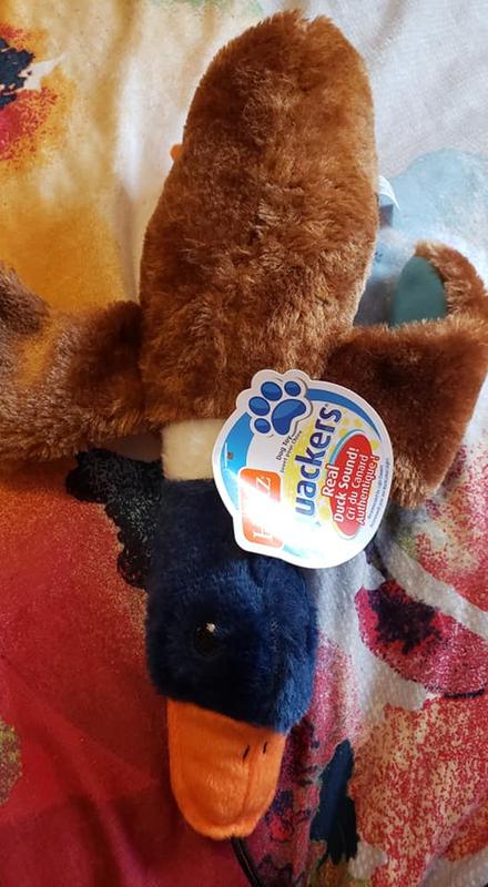 Photo - commentaire&nbsp;8.