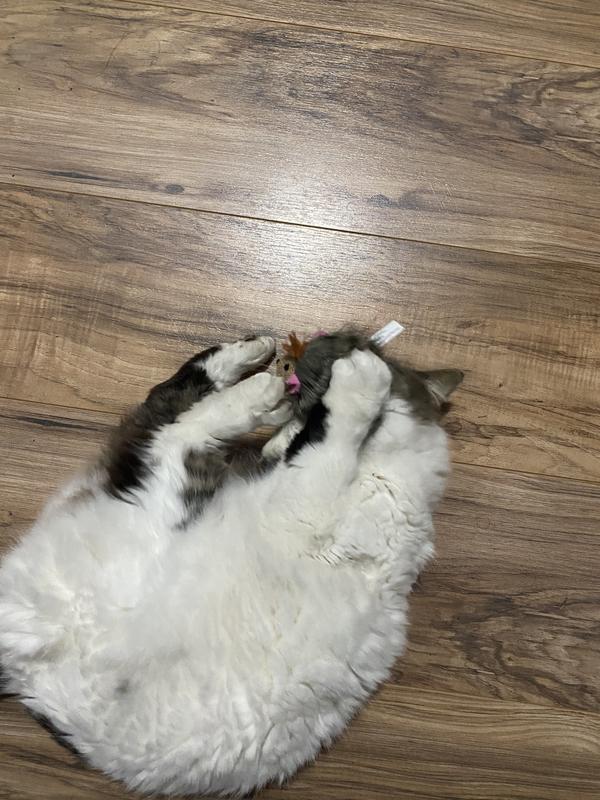 A cat and her toy