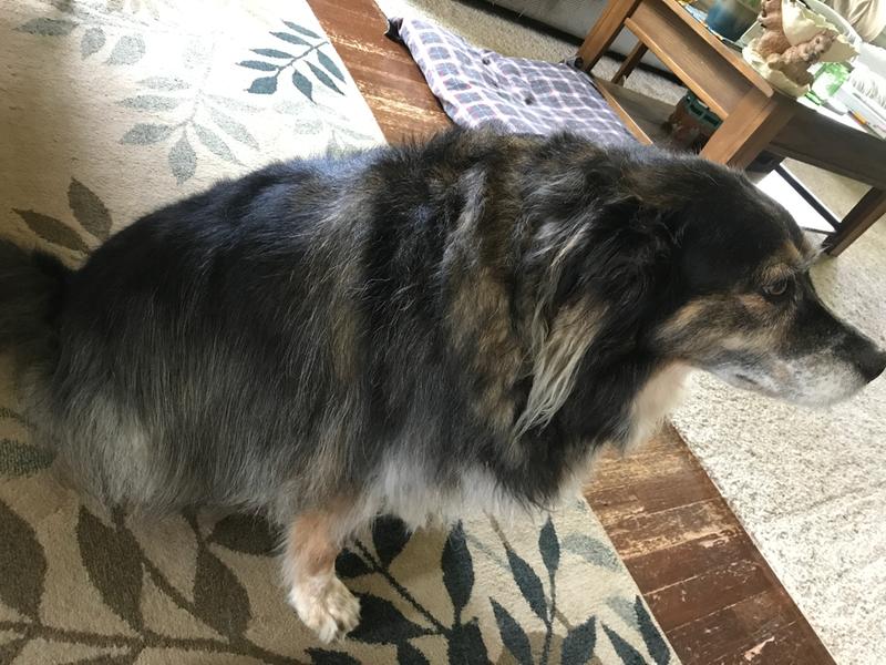 Brushed out and fluffy