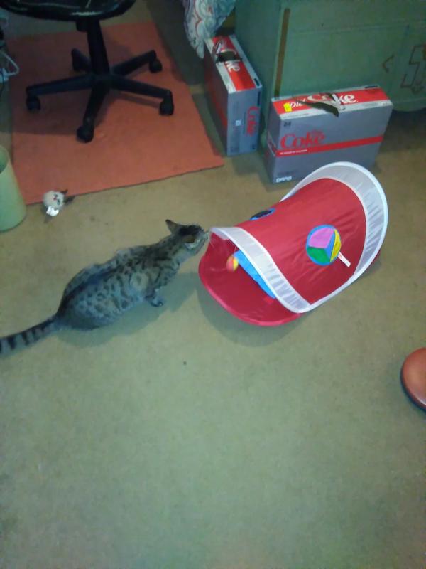 Hartz Just For Cats® Peek and Play™ Cat Toy | Hartz