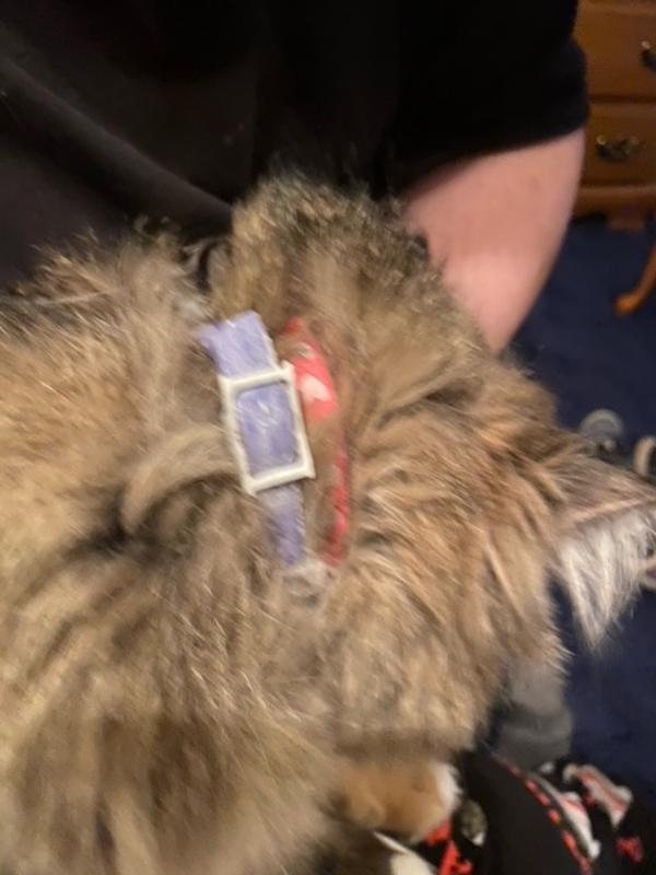 Photo - commentaire&nbsp;2.