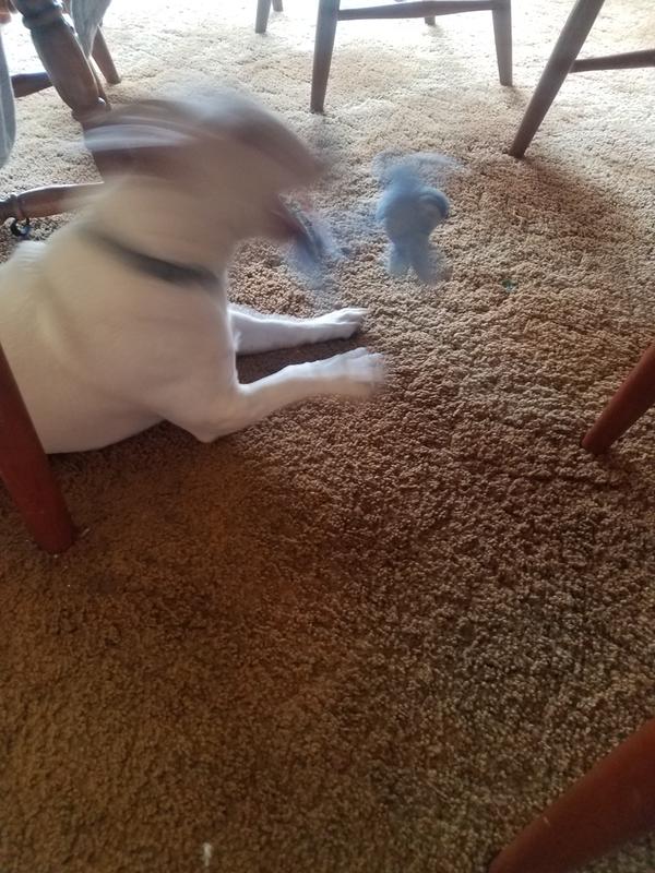 Shaking his poor toy!