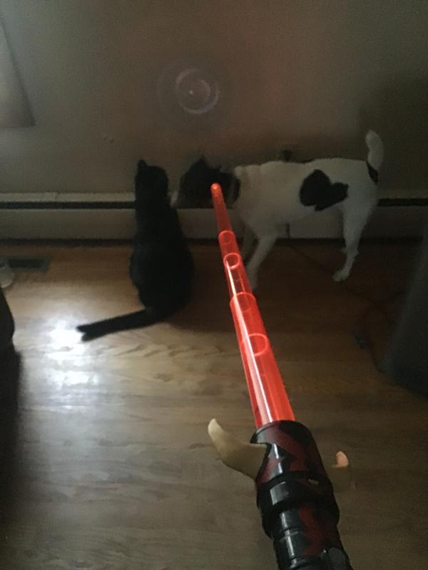 Cats will be attracted to the light, it’s like a long laser toy