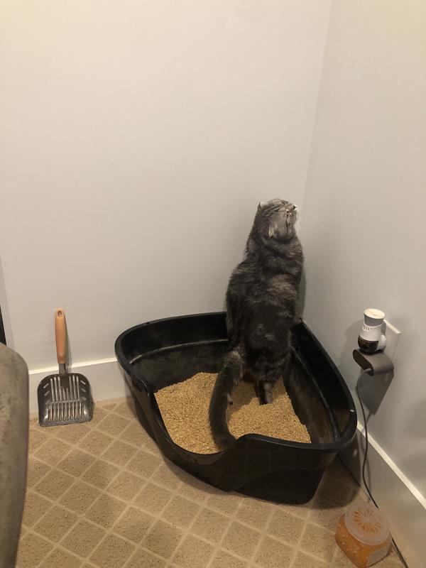 Okocat Original Premium Clumping Wood Cat Litter, 9.9 lbs. Petco