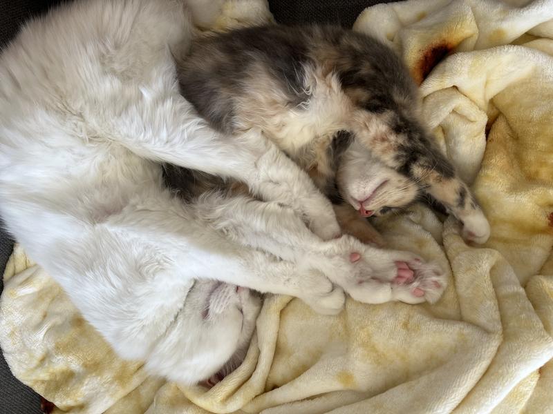 Okocat Low Tracking Clumping Mini Pellets Wood Cat Litter, 10 lbs. Petco