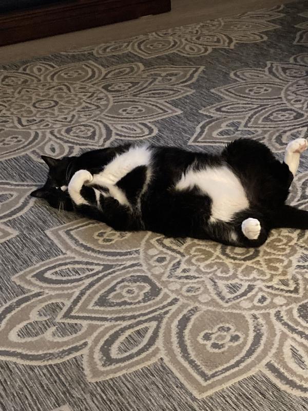 Okocat Super Soft Clumping Wood Delicate Paws Cat Litter, 15.8 lbs