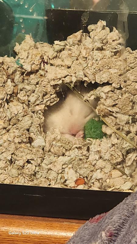 My hamster sleeping and being warm in her bedding!