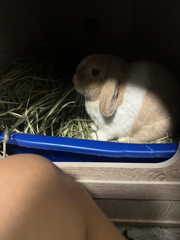 Bennie enjoying his carefresh bedding