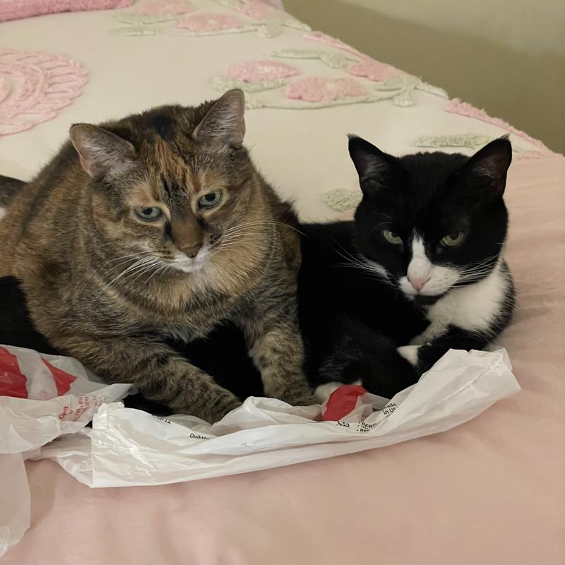 My kitties ~ Loki and Lucy