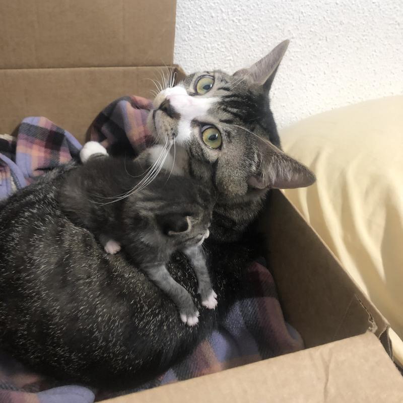 Okocat Super Soft Clumping Wood for Delicate Paws Cat Litter, 11.2 lbs