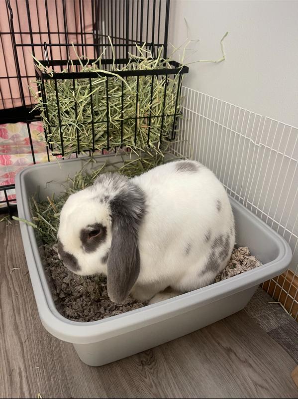 One of my bunnies loving his bedding!