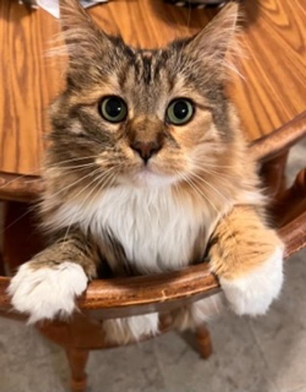 Okocat Original Premium Clumping Wood Cat Litter, 9.9 lbs. Petco