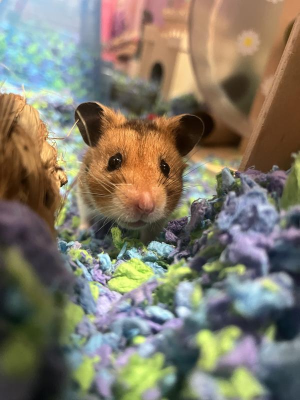 Carefresh Sea Glass Bedding for Small Pets 50L