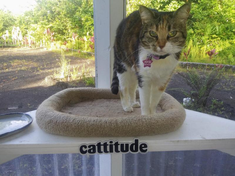 Okocat Unscented Featherwieght Clumping Wood Cat Litter, 11 lbs. Petco