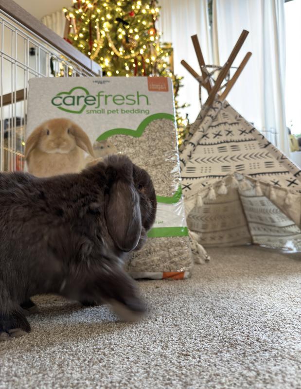 Soft bedding = soft bunny. Chestnut Ryan approved 🐰✨