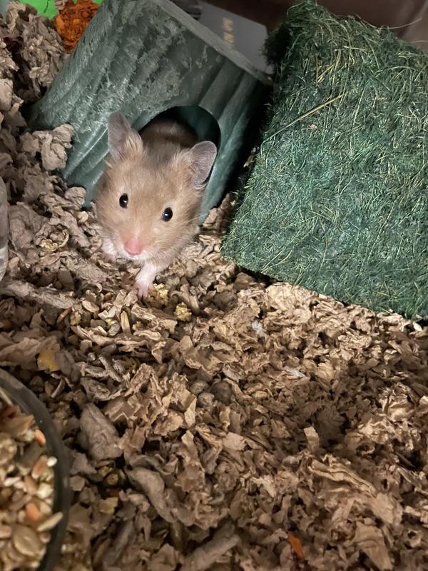 Toilet Paper Bedding For Hamsters