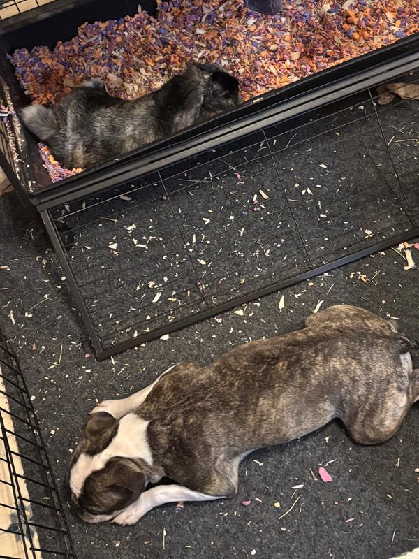 Happy Bunny, happy life!