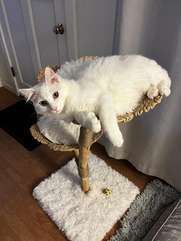 Okocat Low Tracking Clumping Mini Pellets Wood Cat Litter, 10 lbs. Petco