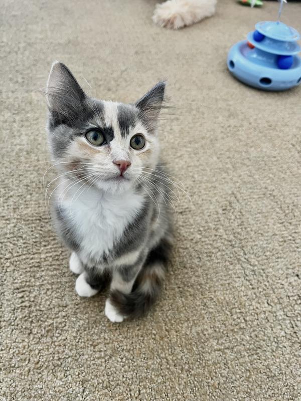 Okocat Low Tracking Clumping Mini Pellets Wood Cat Litter, 10 lbs. Petco