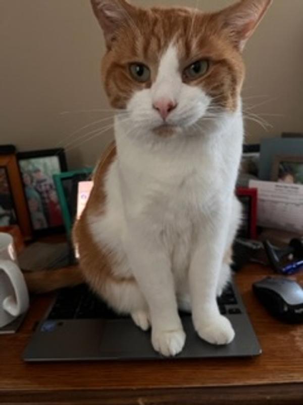 Okocat Original Premium Clumping Wood Cat Litter, 9.9 lbs. Petco