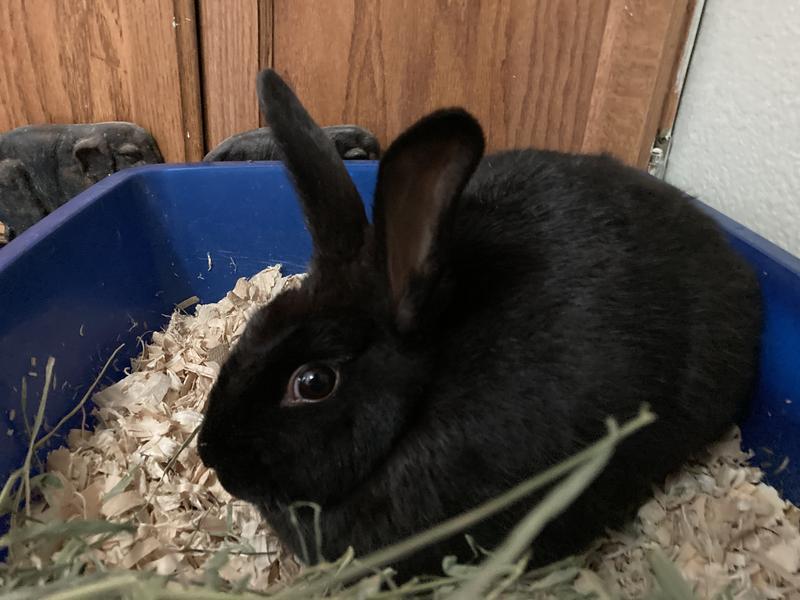 Carefresh rabbit outlet litter