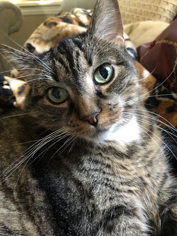 Okocat Original Premium Clumping Wood Cat Litter, 9.9 lbs. Petco