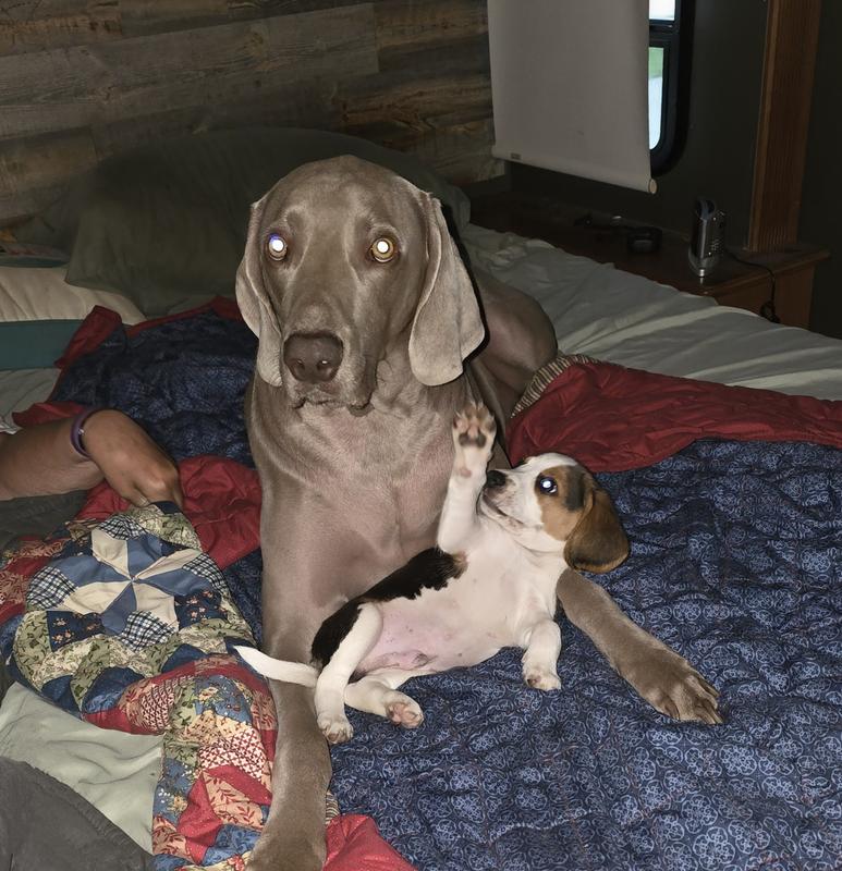 If a dog could roll his eyes