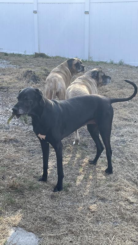My 4 pups who loves the Hemp Well oil
