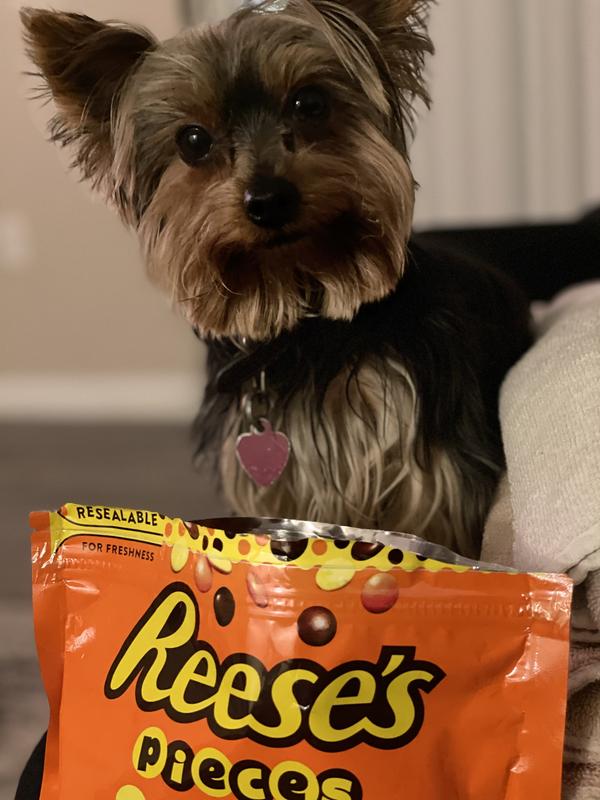 Are reese's pieces bad for outlet dogs