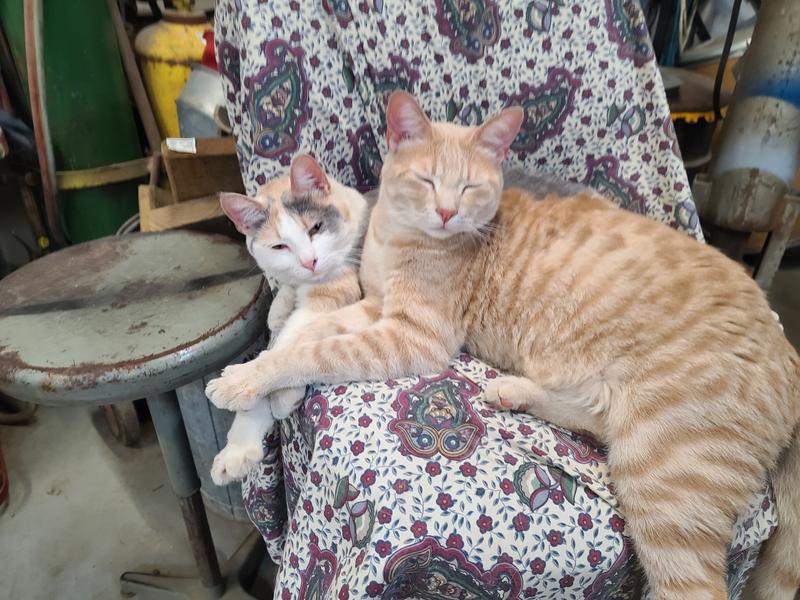 They enjoy 😉 the wipes!