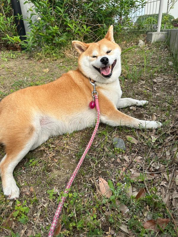 犬用〉メタボリックス 小粒 ドライ | ヒルズ プリスクリプション