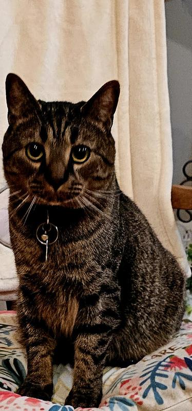 SIMBA LOVED THIS PRODUCT