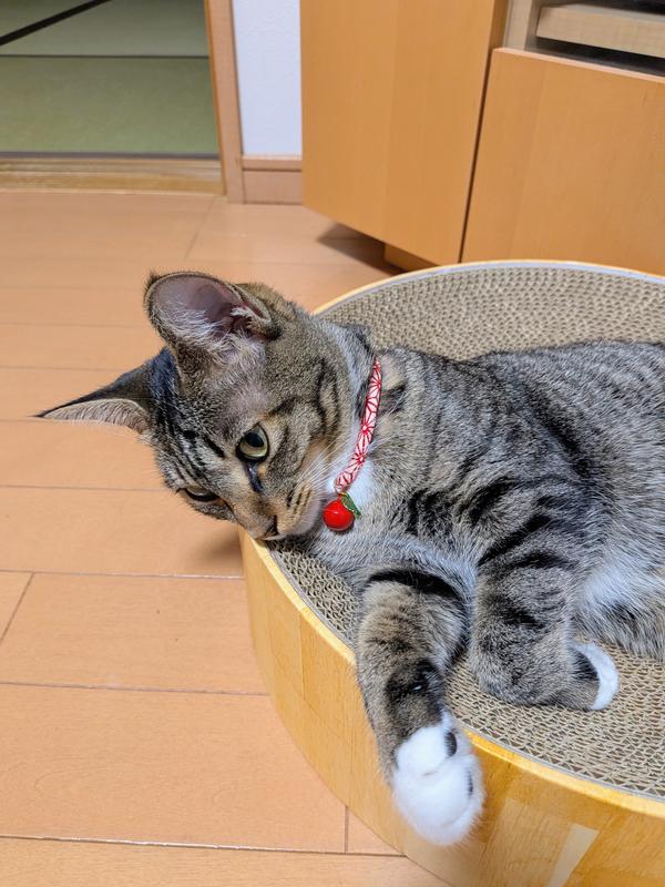 猫用〉腸内バイオーム コンフォート ドライ | ヒルズ プリスク