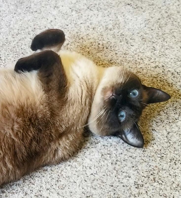 I'm a happy kitty