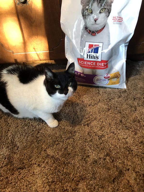 Ms. Kitty and her favorite food