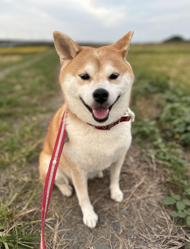 犬用〉メタボリックス 小粒 ドライ | ヒルズ プリスクリプション