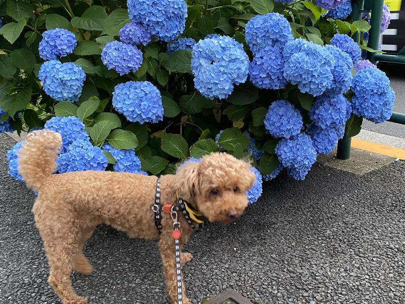 ヒルズ プリスクリプション・ダイエット（特別療法食）〈犬用